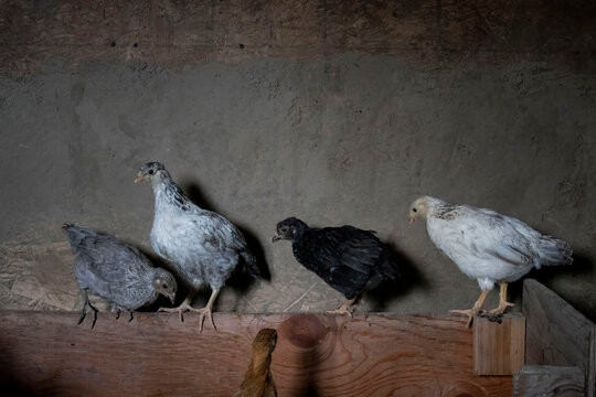 Chickens in a chicken coop in Soldotna, Alaska on a summer day.
