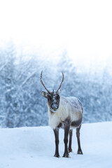 Reindeer with frosty antlers stands on snowy road near Kiruna, Sweden © Fauren
