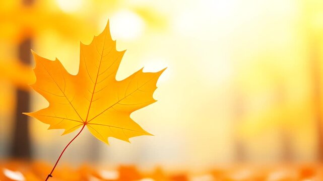 Low-angle close-up of a single beautifully shaped orange maple leaf in sharp focus, isolated against a softly blurred neutral autumn woodland, elegant minimalist composition