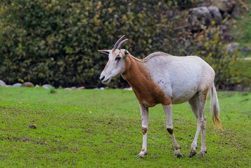 A rare white antelope stands gracefully upon the lush green grass. © serhii
