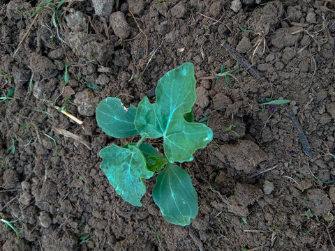 A young watermelon seedling (Citrullus lanatus) emerges from the soil, showing its first fresh green leaves during early growth