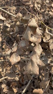 Dry seed pods and autumn foliage of Dalbergia sissoo tree close up