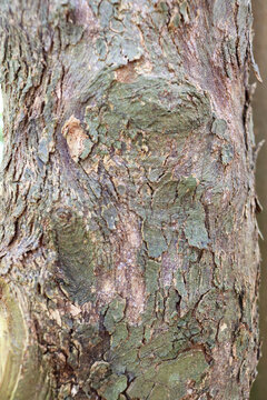 Textured Tree Bark Close-Up in Cape Town