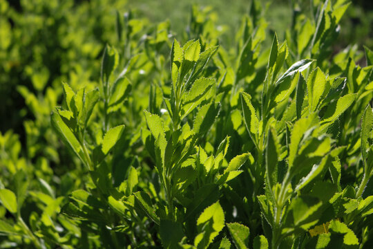 Fresh Green Foliage in Cape Town Botanical Garden