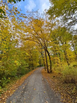 Autumn path lined with yellow trees in a peaceful park