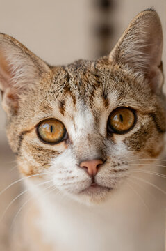 Le chaton trop mignon, regard et tendresse