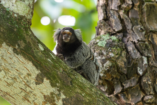 A beleza da nossa fauna: esse &eacute; o mico