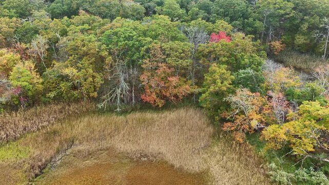 A salt marsh abuts a scenic forest on the coast of Cape Cod, Massachusetts. This beautiful destination is on the outer part of the sandy peninsula of Cape Cod, not far from the Atlantic Ocean.