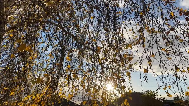 View to branches of birch with golden leaves at sunny autumn day. Branches with lush foliage gently swaying in wind at countryside with sunlight at background. Beautiful colorful fall season