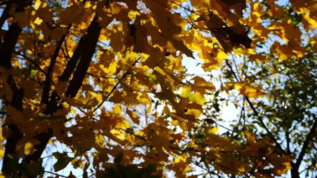 Golden maple leaves on tree branches gently swaying in wind with sunlight at background. Lush autumn yellow foliage swinging on the breeze at forest. Beautiful colorful fall season. Slow mo