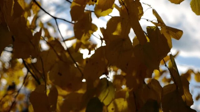 Golden branches of birch gently swaying in wind with bright sunlight at background. Autumn yellow foliage swinging on breeze at parkland. Beautiful colorful fall season. Slow mo