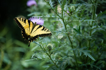 Eastern Tiger Swallowtail Butterfly Feeding on Purple Thistle Flower © mailcaroline