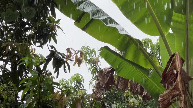 Close up panning shot of lush green banana leaves and coconut palm trees under heavy tropical monsoon rain 