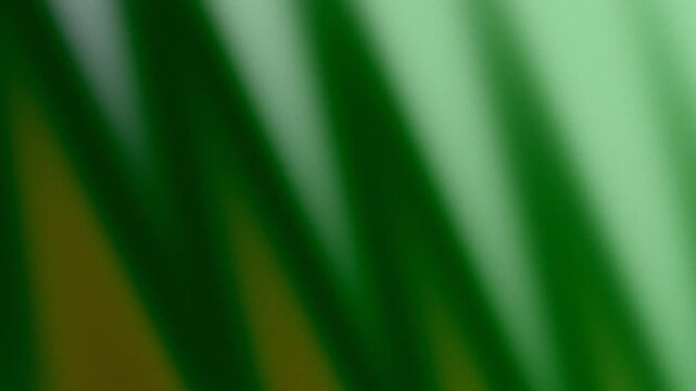 Palm leaf shadow on green background. Minimalist abstract nature concept.