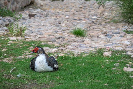 Pato criollo descansando sobre el cesped con fondo de piedras