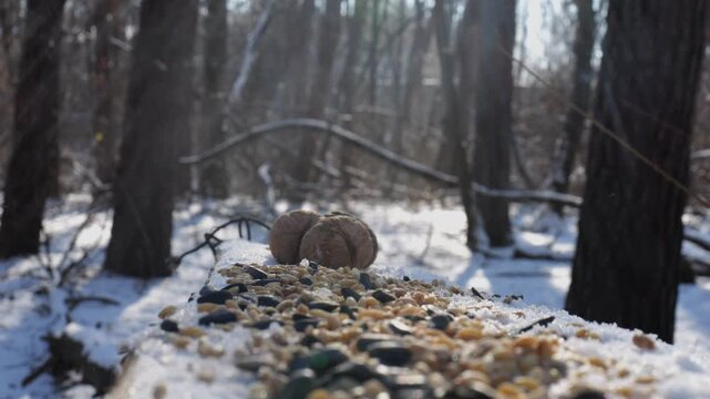 Cute tit birds pecking food from open feeding trough at snowy forest. Beautiful tomtits eating meal from wood feeder at sunny snow woodland. The scene captures care for wildlife and harmony of nature