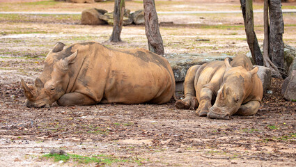 Close-up of a white rhinoceros resting on sandy ground. Powerful endangered mammal with large horn, symbolizing wildlife conservation and African fauna. © Vera
