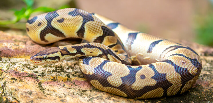 A python lies on the ground and on rocks in the wild. A close-up of a boa constrictor on a rock. Snake skin. Reptile.