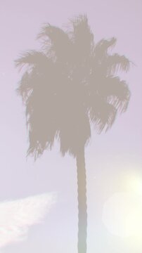 Vertical 4K footage of a tall palm tree silhouette at dusk with retro film light leaks, glowing sparkles and a cloud, a dreamy tropical background with copy space for text, quotes and social media.
