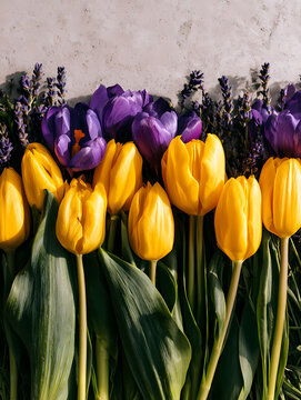 Beautiful spring flowers background with yellow tulips purple crocuses and lavender