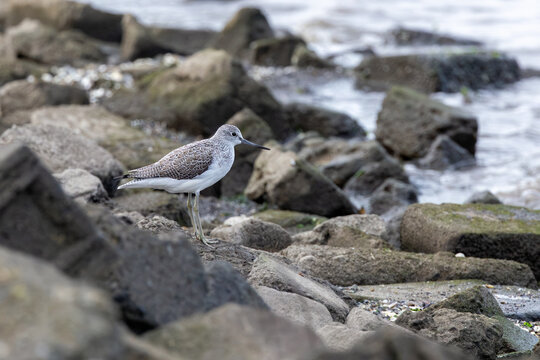 Common Greenshank standing on a rocky shoreline