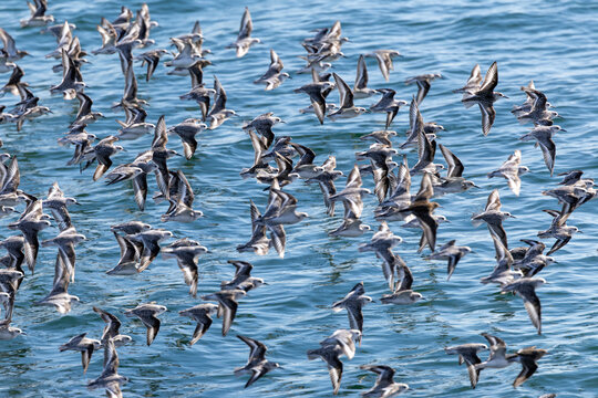 Flock of waders in flight over the sea