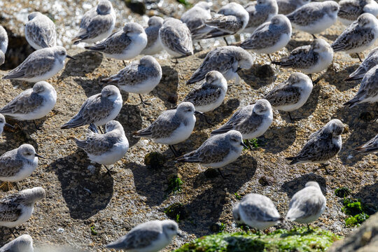 Flock of sanderlings on a barnacle covered rock