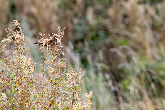 Reed Bunting perched among dry seed heads
