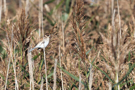 Reed Bunting clinging to a reed stem