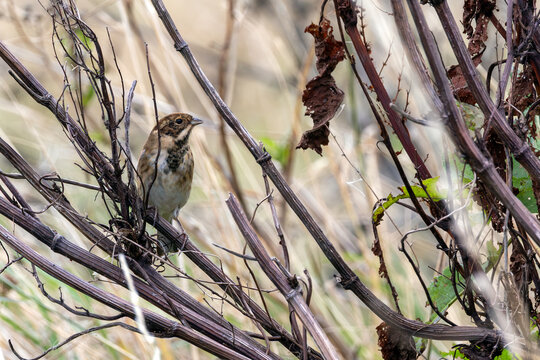 Reed Bunting perched on dry stems