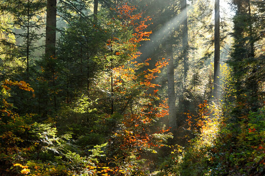 Beautiful autumn forest, with sunbeams breaking through the dense tree canopies