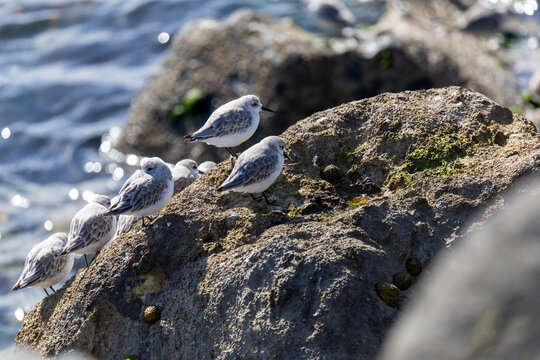Sanderlings on a rock above breaking surf