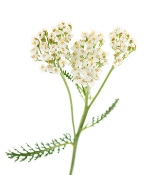 White yarrow flowers with green foliage isolated on white background. Achillea millefolium. Medicinal herb.