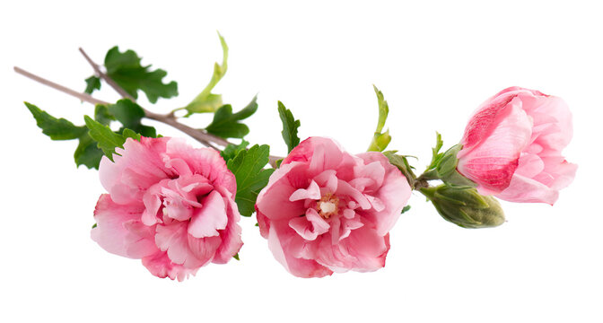 Pink double hibiscus flowers with green leaves isolated on white background. Hibiscus rosa-sinensis.
