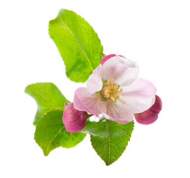 Spring apple blossom isolated on white background. Branch of flowering apple tree with pink and white flowers and green leaves. Clipping path.