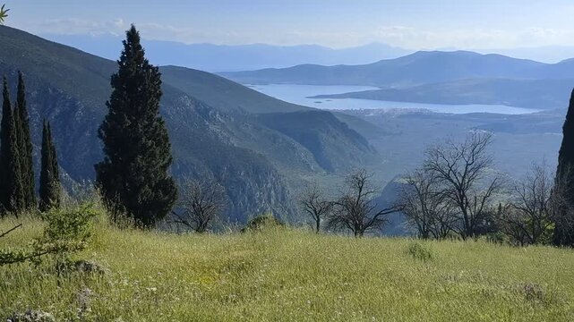 Olive groves of the Pleistos valley stretching to the Gulf of Itea, seen from a hill above Delphi, Greece