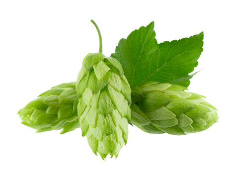 Fresh green hop branch isolated on white background. Hop cones. Beer brewing ingredient.