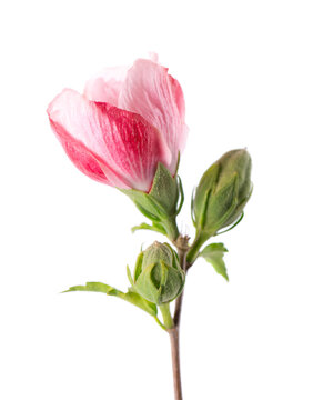 Pink double hibiscus flowers with green leaves isolated on white background. Hibiscus rosa-sinensis.