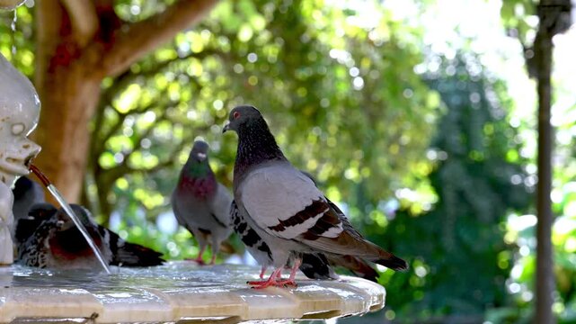 Flock of rock pigeons (Columba livia) gathering around a public stone water fountain on a hot day