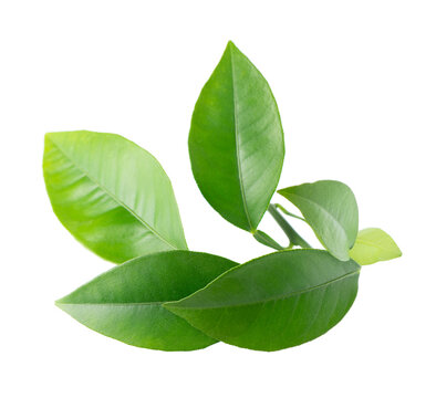 Green citrus leaves isolated on white background. Fresh lemon leaves branch. Clipping path.