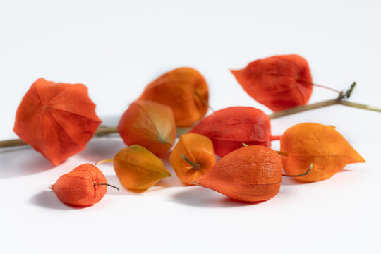 Orange lantern flowers are arranged side by side against a white background.