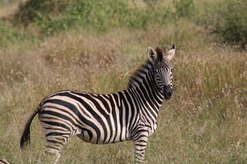 zebra in the savannah © Francesca