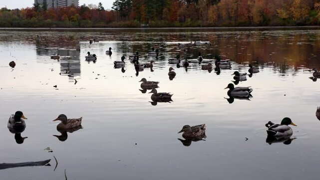 Flock of mallard ducks swimming on calm water in autumn. Mud Lake in fall season in Ottawa, Canada