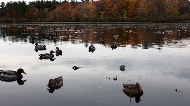 Wild ducks swimming on water in autumn. Mud Lake in fall season in Ottawa, Canada