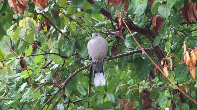 Eurasian collared dove (Streptopelia decaocto) resting in rainy autumn weather
