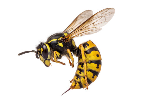 Yellow jacket wasp flying with visible stinger isolated on transparent background Cutout PNG