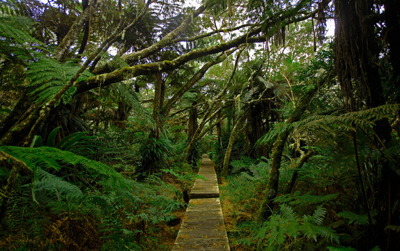 FORETS TROPICALE