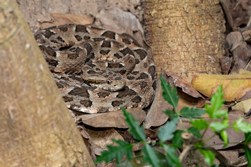 Reptile Bothrops mattogrossensis (Bothrops mattogrossensis), Pousada Santa Clara, Brazil © ArtushFoto