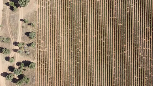 Top-Down Drone Video of Lavender Fields in Brihuega, Guadalajara
