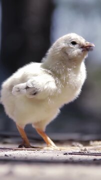 Cute Baby Chick Standing Outdoors And Walking Away - Vertical 4K